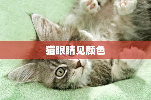 猫眼睛见颜色